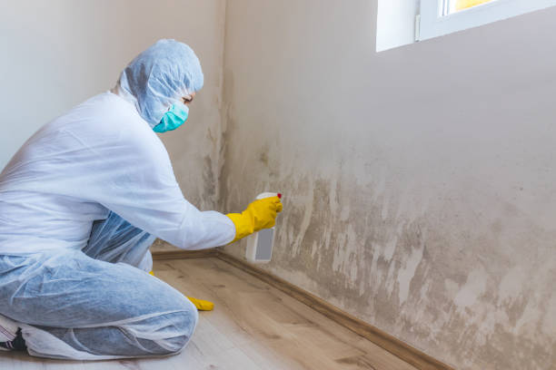 Licensed Mold Inspection service in Baldwin, MI - WQB Mold Removal